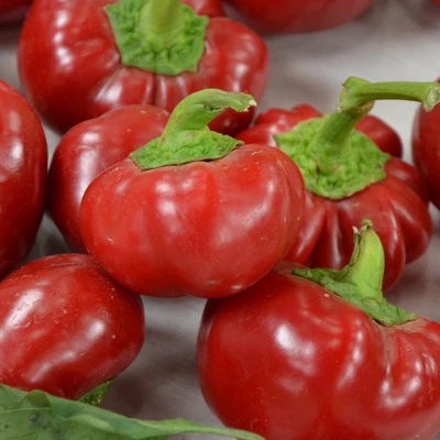 Capsicum 'Peperone Topepo Rosso' paprika