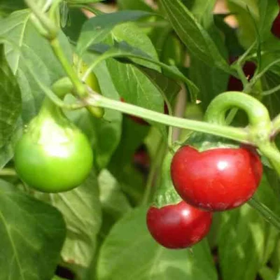 Capsicum 'Red Cherry' – Cseresznye paprika (piros)