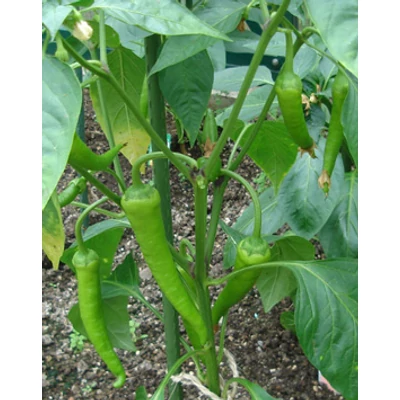 Capsicum 'Corbaci' - Édes pfefferoni paprika