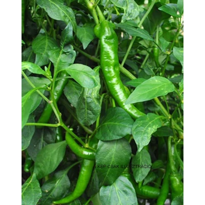 Capsicum 'Garam' F1 - Zöld, csípős paprika