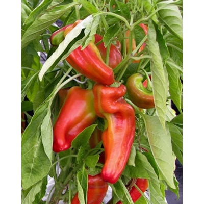 Capsicum 'Giant Aconcauga' - Óriás édes paprika