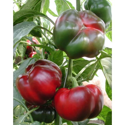 Capsicum annuum 'Gogosári' F1 - Étkezési paprika (paradicsom alakú) palánta