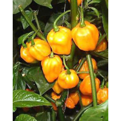 Capsicum Habanero tricolor - Habanero paprika
