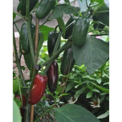 Capsicum Jalapeno 'La Bomba' - Jalapeno paprika