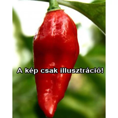 Capsicum 'Kobra' – Paprika
