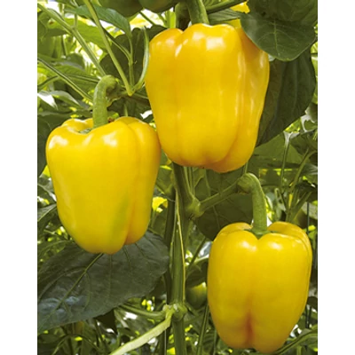 Capsicum 'Monte' F1 - Oltott Kaliforniai paprika (sárga)