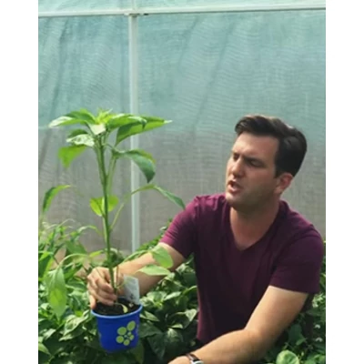 Capsicum 'Óriás' F1 – Oltott kápia paprika (erős)