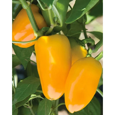 Capsicum 'Patak' F1 - Paprika