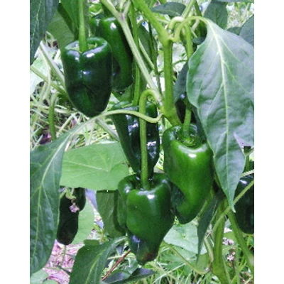 Capsicum 'Poblano' - Mexikói paprika