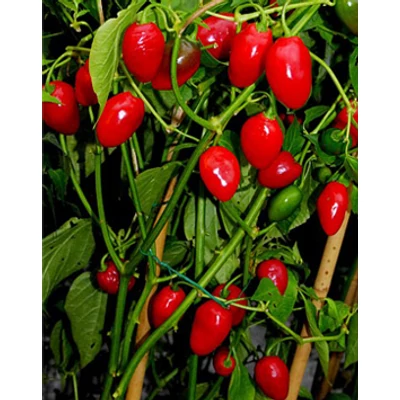 Capsicum 'Redskin' F1 - Paprika, piros
