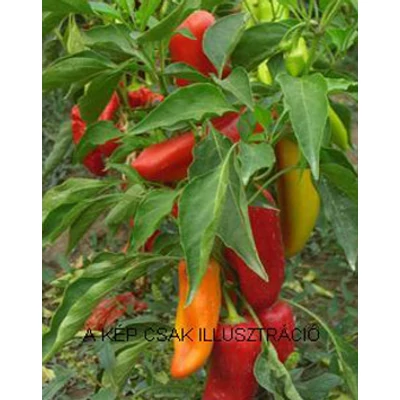 Capsicum 'Snack mix' F1 - Snack paprika