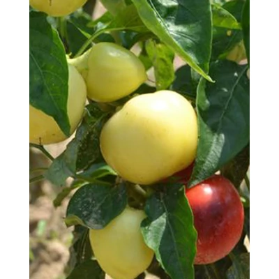Capsicum 'Szalva' - Csípős almapaprika