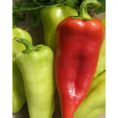 Capsicum 'Szentesi piacos' – Paprika