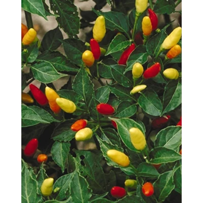 Capsicum 'Tabasco' - Tabasco paprika