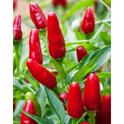 Capsicum 'Thai Red' - Keleti csípős paprika