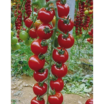 Lycopersicon 'Chelreino' F1 - Oltott cseresznye paradicsom