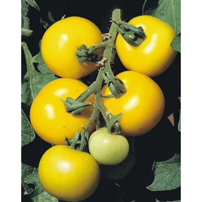 Lycopersicon 'Golden Sunrise' F1 - Paradicsom
