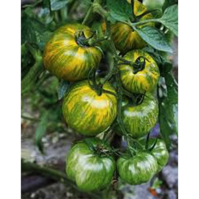 Solanum lycopersicum 'Green Zebra' F1 - Paradicsom palánta