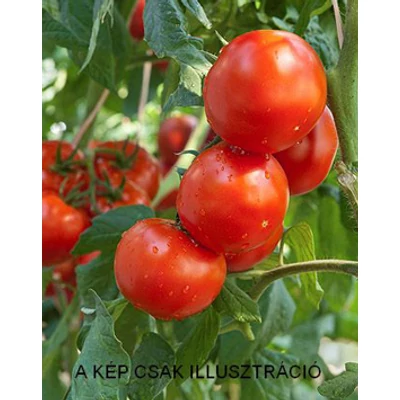 Lycopersicon 'Lugas' F1 - Folytontermő paradicsom