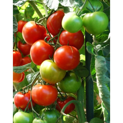 Solanum lycopersicum 'Lemance' F1 - Paradicsom (oltott, rezisztens) palánta