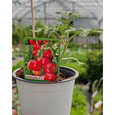 Lycopersicon 'Carmello' – Fürtös paradicsom