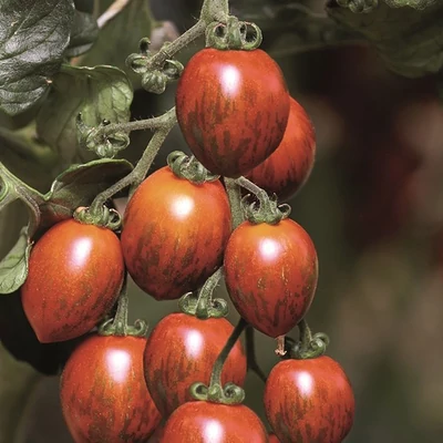 Solanum lycopersicum 'Cookie' F1 - Koktélparadicsom palánta