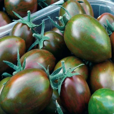 Lycopersicon 'Crispino Plum' – Oltott zebraparadicsom