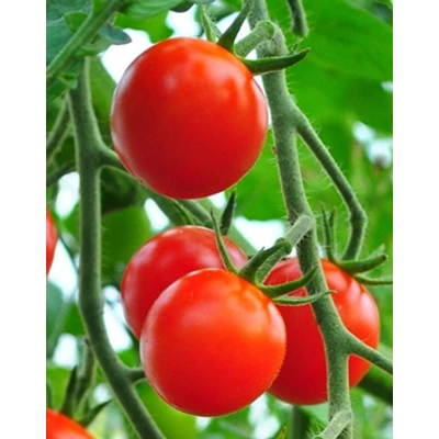 Solanum lycopersicum 'Manó' – Paradicsom palánta (6-os pakk)