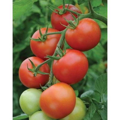 Solanum lycopersicum 'Moneymaker' – Paradicsom palánta (6-os pakk)