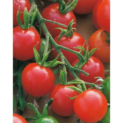 Solanum lycopersicum 'Primabella' - Koktélparadicsom palánta