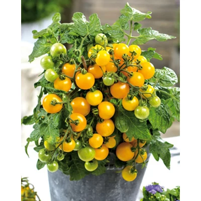 Solanum lycopersicum 'Primagold' - Koktélparadicsom (sárga) palánta