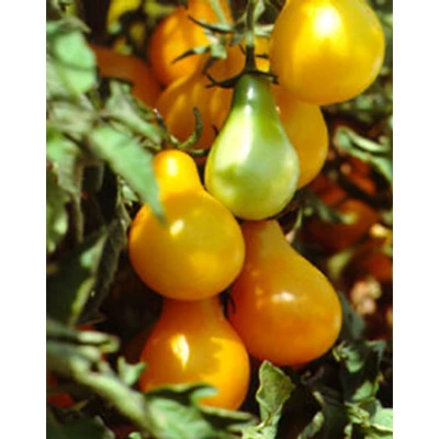 Lycopersicon 'Red + Yellow Pear' - Körte alakú koktél paradicsom