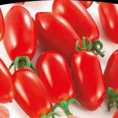 Solanum lycopersicum 'Lobello' F1 – Koktélparadicsom (oltott) palánta