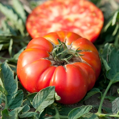 Solanum lycopersicum 'Buffalosteak' F1 - Ökörszív paradicsom