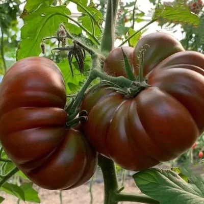 Solanum lycopersicum 'Cappuccino' F1 – Paradicsom (rezisztens)