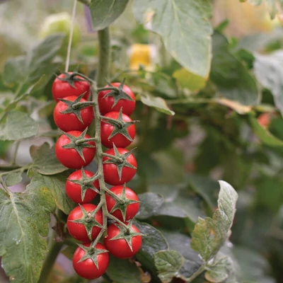 Solanum lycopersicum 'Edox' F1 – Oltott koktélparadicsom