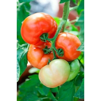 Solanum lycopersicum 'Fantasio' F1 oltott paradicsom (rezisztens)