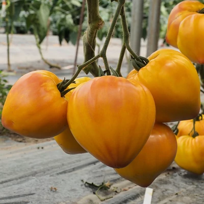 Solanum lycopersicum 'Gourmansun' F1 - Ökörszív paradicsom (rezisztens)