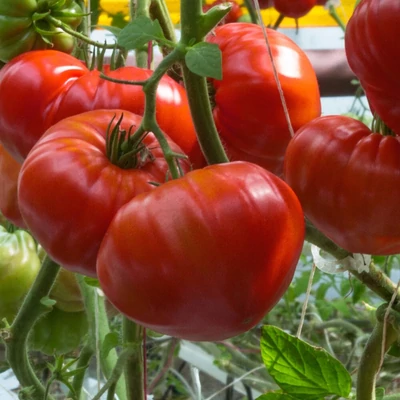 Solanum lycopersicum 'Gourmandia' F1 oltott ökörszív paradicsom