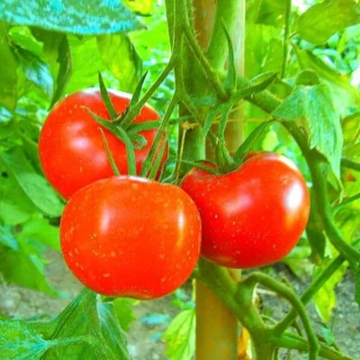 Solanum lycopersicum 'Kecskeméti 3' F1 - Paradicsom