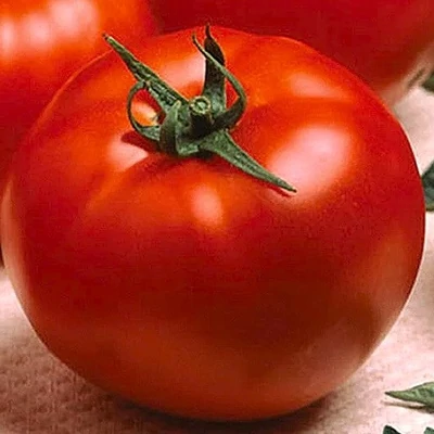 Solanum lycopersicum 'Optima' F1 paradicsom
