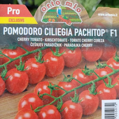 Solanum lycopersicum 'Pachitop' F1 – Koktélparadicsom