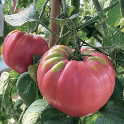 Solanum lycopersicum 'Pomodoro Belmonte Rosetano F1' paradicsom