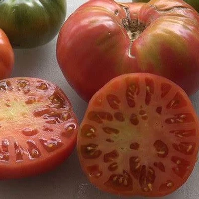 Solanum lycopersicum 'Ponderosa' paradicsom (rezisztens)