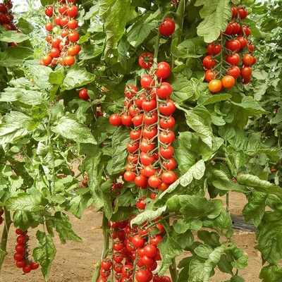 Solanum lycopersicum 'Preziozo' F1 – Koktélparadicsom