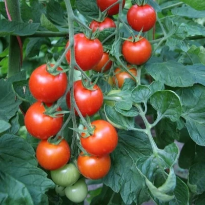 Solanum lycopersicum 'Sardo var. Reginella' F1 - Paradicsom (rezisztens) palánta