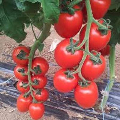 Solanum lycopersicum 'Rossano' F1 – Paradicsom (hosszúkás, édes)