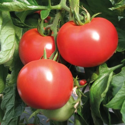 Solanum lycopersicum 'Signoria' F1 – Fürtös paradicsom