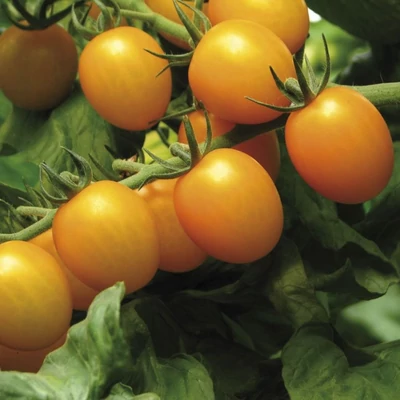 Solanum lycopersicum 'Star Gold' F1 – Koktélparadicsom (sárga)