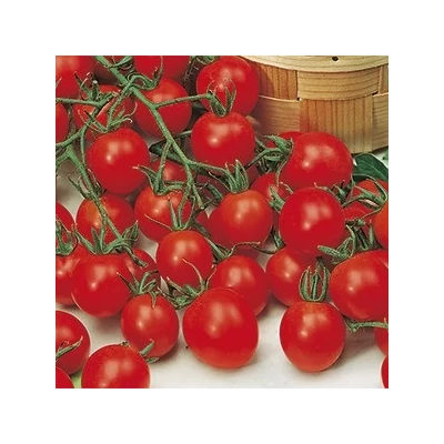 Solanum lycopersicum 'Strillo' F1 – Cseresznyeparadicsom